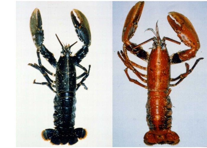 lobsters